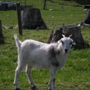 goat – backpack-nz, backpackiang new zealand