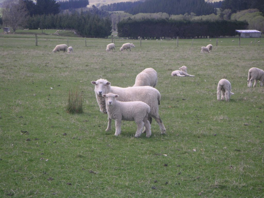 Sheep - backpack-nz, backpackiang new zealand