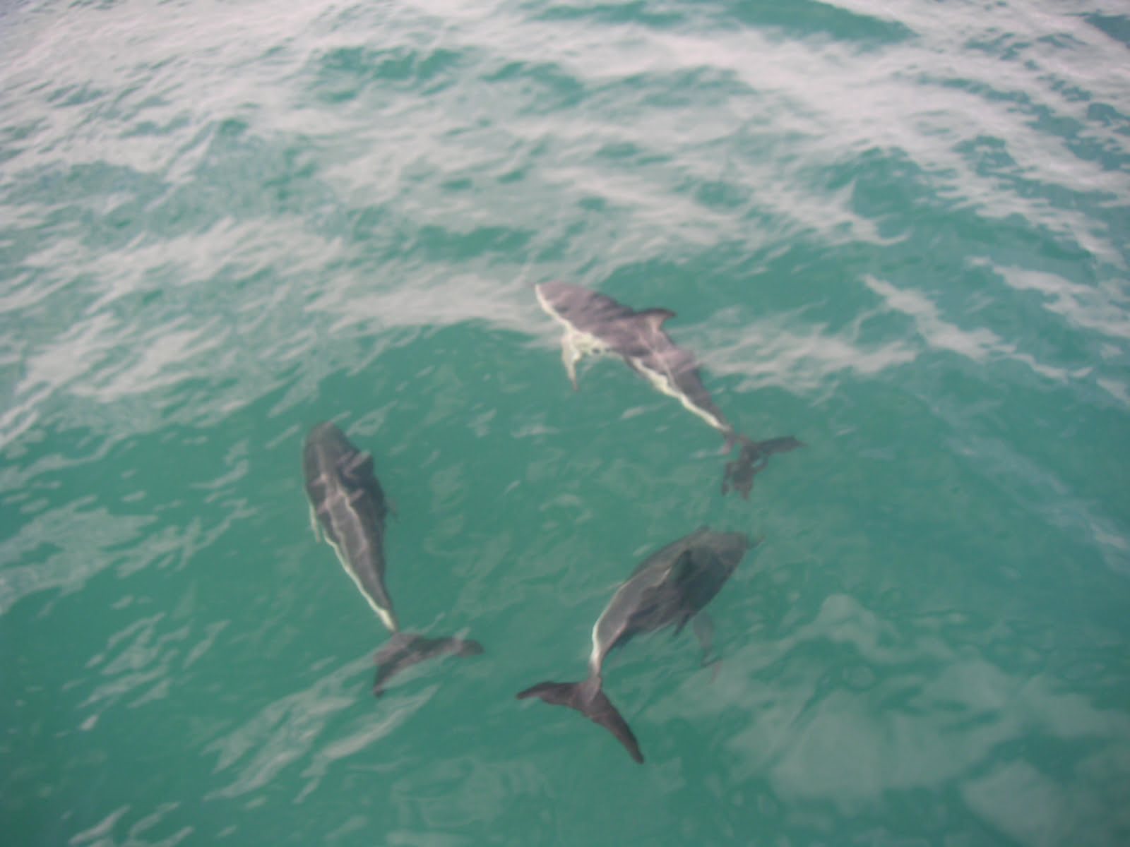 Kaikoura New Zealand Dolphins