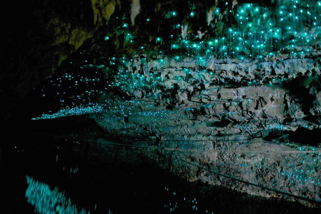 Waitomo Caves - 5 must book tours New Zealand - North island