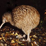 kiwi-bird New Zealand