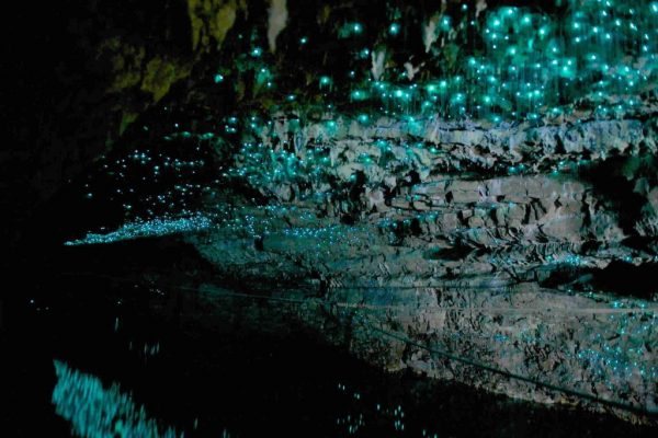Waitomo Caves - 5 must book tours New Zealand - North island